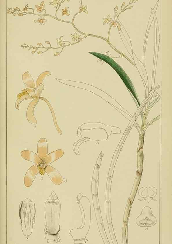 Reproducción/Reproduction 9729641307: Icones orchidearum austro-africanarum extra-tropicarum :. London :W. Wesley,1896-1913.
