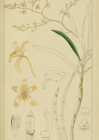 Reproducción/Reproduction 9729641307: Icones orchidearum austro-africanarum extra-tropicarum :. London :W. Wesley,1896-1913.