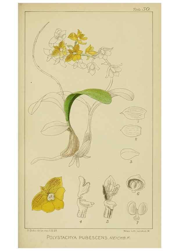 Reproducción/Reproduction 9732962292: Icones orchidearum austro-africanarum extra-tropicarum :. London :W. Wesley,1896-1913.