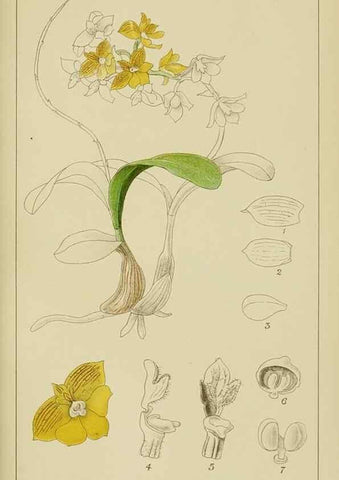 Reproducción/Reproduction 9732962292: Icones orchidearum austro-africanarum extra-tropicarum :. London :W. Wesley,1896-1913.