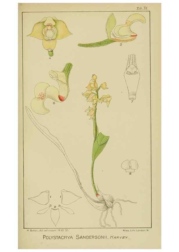 Reproducción/Reproduction 9732963754: Icones orchidearum austro-africanarum extra-tropicarum :. London :W. Wesley,1896-1913.