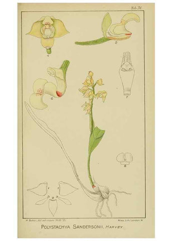 Reproducción/Reproduction 9732963754: Icones orchidearum austro-africanarum extra-tropicarum :. London :W. Wesley,1896-1913.