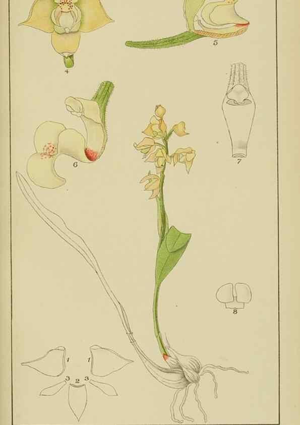 Reproducción/Reproduction 9732963754: Icones orchidearum austro-africanarum extra-tropicarum :. London :W. Wesley,1896-1913.