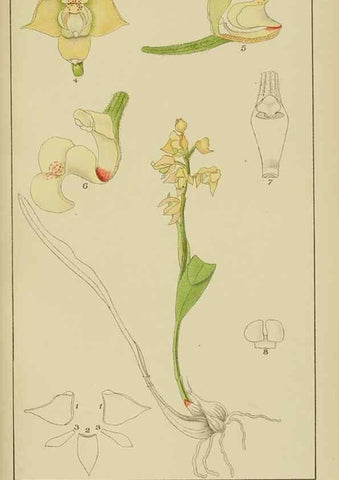 Reproducción/Reproduction 9732963754: Icones orchidearum austro-africanarum extra-tropicarum :. London :W. Wesley,1896-1913.