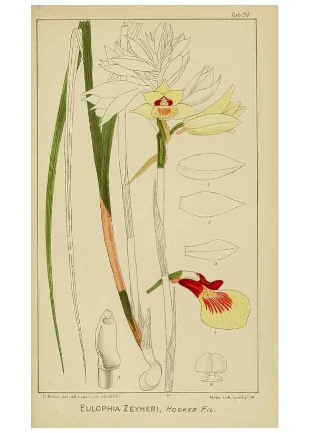 Reproducción/Reproduction 9732859818: Icones orchidearum austro-africanarum extra-tropicarum :. London :W. Wesley,1896-1913.