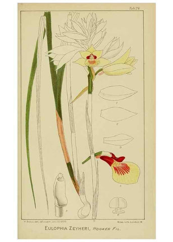Reproducción/Reproduction 9732859818: Icones orchidearum austro-africanarum extra-tropicarum :. London :W. Wesley,1896-1913.