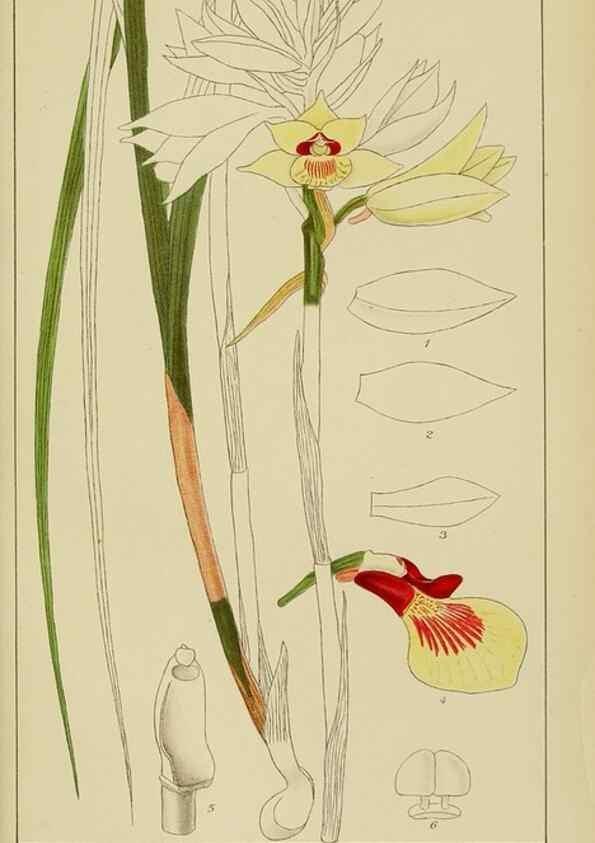 Reproducción/Reproduction 9732859818: Icones orchidearum austro-africanarum extra-tropicarum :. London :W. Wesley,1896-1913.