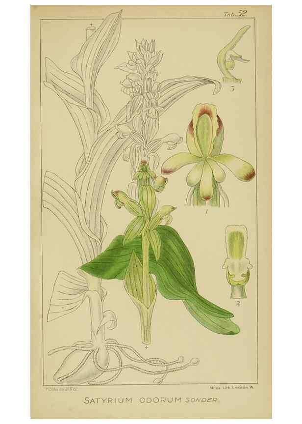 Reproducción/Reproduction 9729772109: Icones orchidearum austro-africanarum extra-tropicarum :. London :W. Wesley,1896-1913.