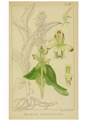 Reproducción/Reproduction 9729772109: Icones orchidearum austro-africanarum extra-tropicarum :. London :W. Wesley,1896-1913.
