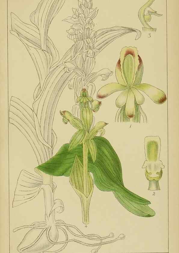 Reproducción/Reproduction 9729772109: Icones orchidearum austro-africanarum extra-tropicarum :. London :W. Wesley,1896-1913.