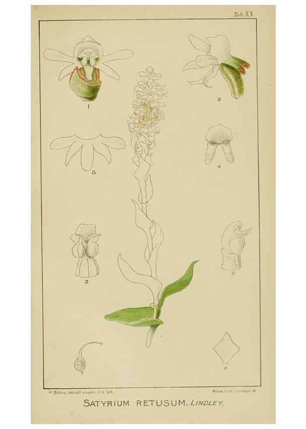 Reproducción/Reproduction 9733000772: Icones orchidearum austro-africanarum extra-tropicarum :. London :W. Wesley,1896-1913.