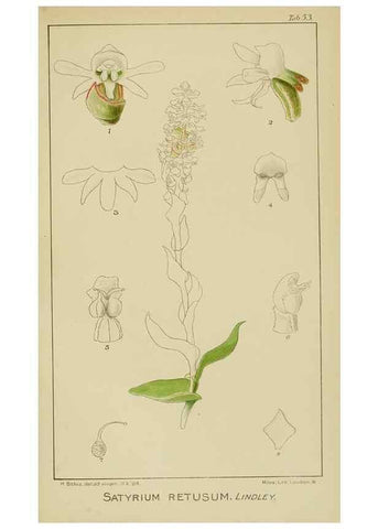 Reproducción/Reproduction 9733000772: Icones orchidearum austro-africanarum extra-tropicarum :. London :W. Wesley,1896-1913.
