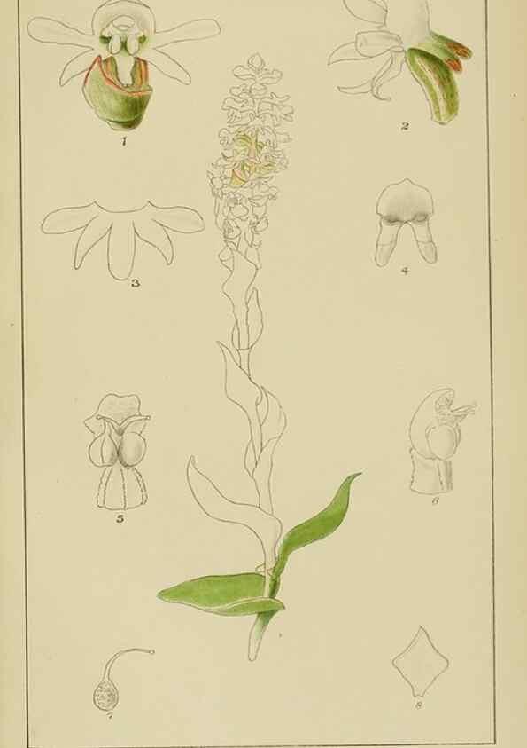 Reproducción/Reproduction 9733000772: Icones orchidearum austro-africanarum extra-tropicarum :. London :W. Wesley,1896-1913.