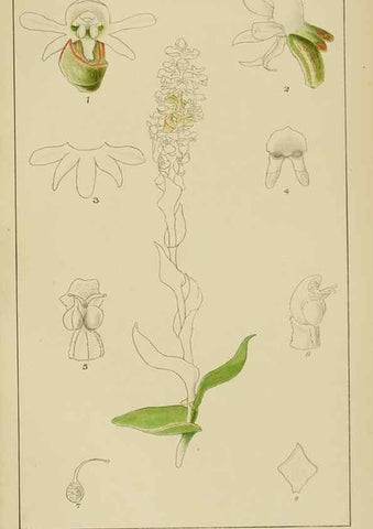 Reproducción/Reproduction 9733000772: Icones orchidearum austro-africanarum extra-tropicarum :. London :W. Wesley,1896-1913.