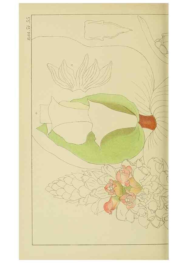 Reproducción/Reproduction 9729774923: Icones orchidearum austro-africanarum extra-tropicarum :. London :W. Wesley,1896-1913.