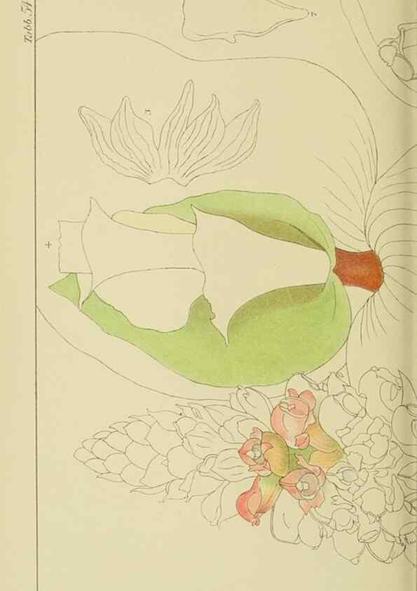 Reproducción/Reproduction 9729774923: Icones orchidearum austro-africanarum extra-tropicarum :. London :W. Wesley,1896-1913.