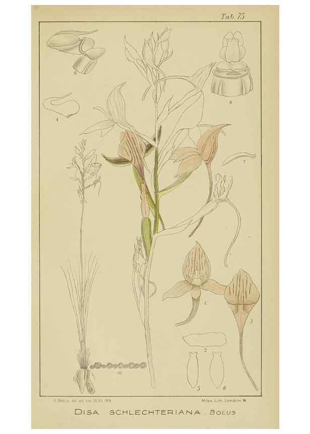 Reproducción/Reproduction 9733031780: Icones orchidearum austro-africanarum extra-tropicarum :. London :W. Wesley,1896-1913.