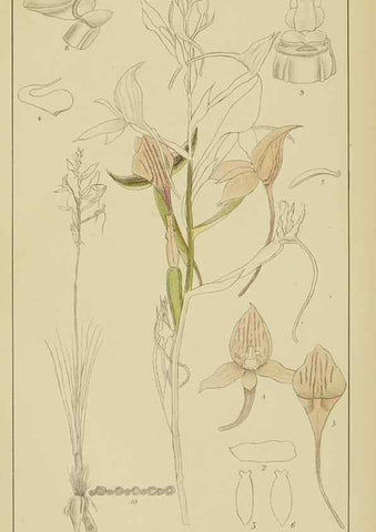 Reproducción/Reproduction 9733031780: Icones orchidearum austro-africanarum extra-tropicarum :. London :W. Wesley,1896-1913.