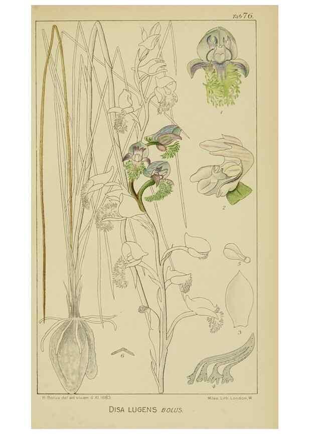 Reproducción/Reproduction 9729805741: Icones orchidearum austro-africanarum extra-tropicarum :. London :W. Wesley,1896-1913.