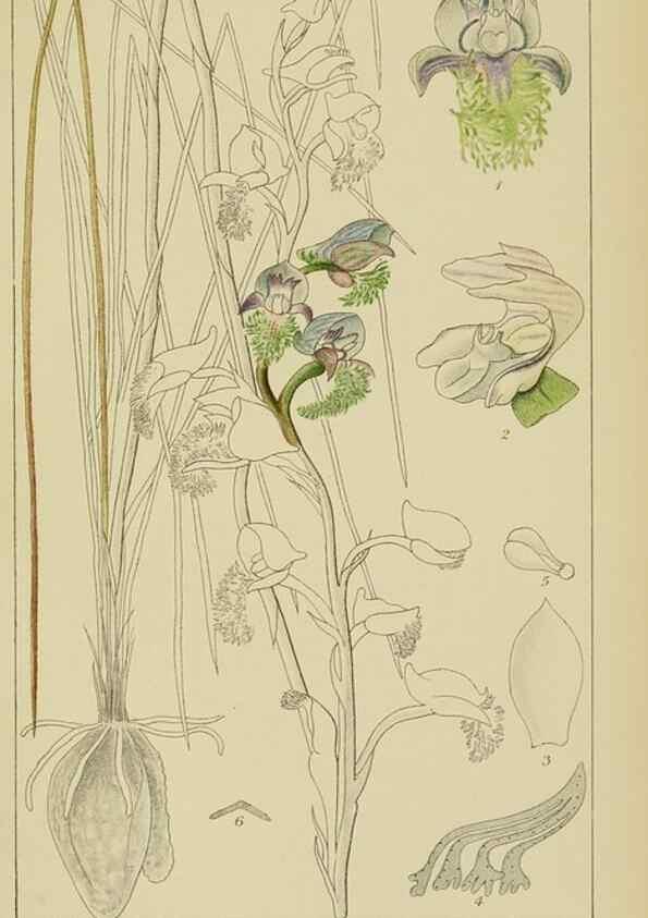 Reproducción/Reproduction 9729805741: Icones orchidearum austro-africanarum extra-tropicarum :. London :W. Wesley,1896-1913.