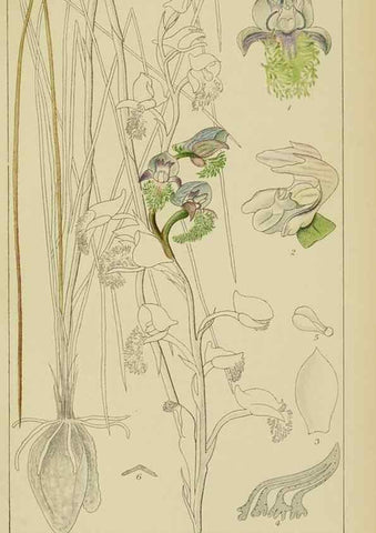 Reproducción/Reproduction 9729805741: Icones orchidearum austro-africanarum extra-tropicarum :. London :W. Wesley,1896-1913.