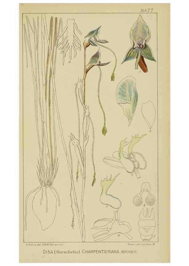Reproducción/Reproduction 9729807555: Icones orchidearum austro-africanarum extra-tropicarum :. London :W. Wesley,1896-1913.
