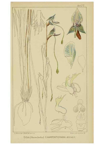 Reproducción/Reproduction 9729807555: Icones orchidearum austro-africanarum extra-tropicarum :. London :W. Wesley,1896-1913.