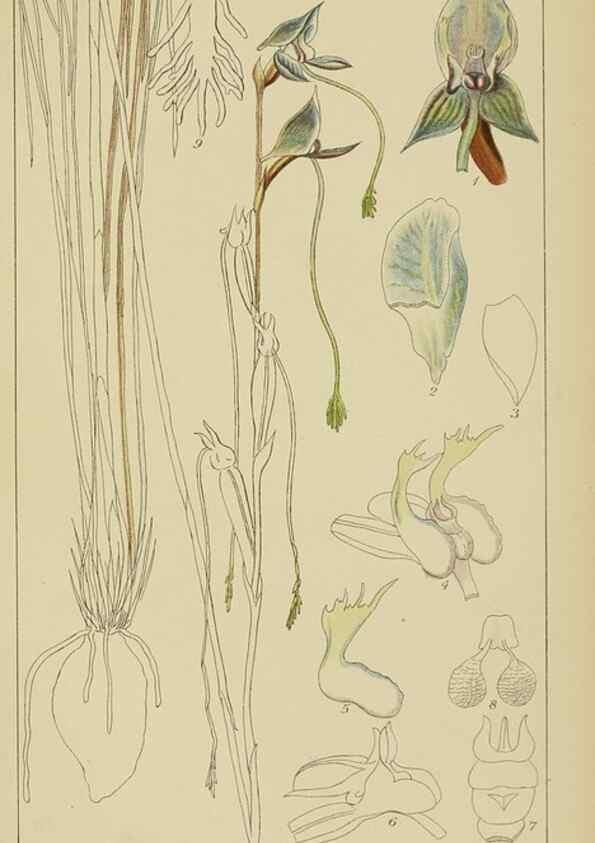 Reproducción/Reproduction 9729807555: Icones orchidearum austro-africanarum extra-tropicarum :. London :W. Wesley,1896-1913.