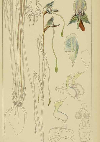 Reproducción/Reproduction 9729807555: Icones orchidearum austro-africanarum extra-tropicarum :. London :W. Wesley,1896-1913.