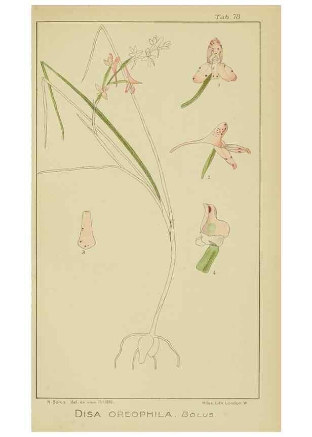 Reproducción/Reproduction 9729809131: Icones orchidearum austro-africanarum extra-tropicarum :. London :W. Wesley,1896-1913.