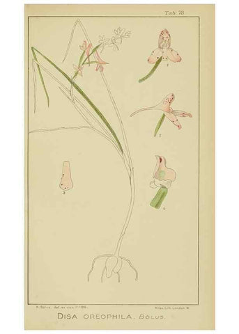 Reproducción/Reproduction 9729809131: Icones orchidearum austro-africanarum extra-tropicarum :. London :W. Wesley,1896-1913.