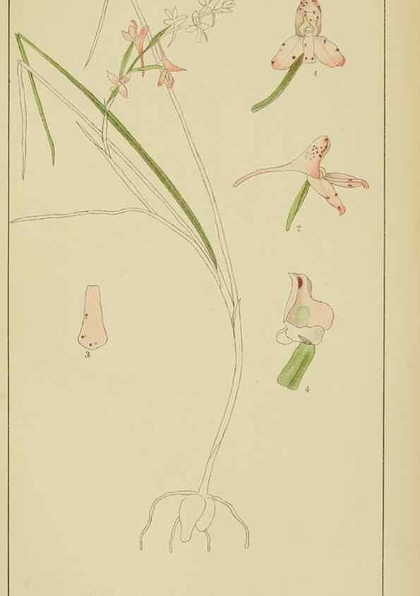 Reproducción/Reproduction 9729809131: Icones orchidearum austro-africanarum extra-tropicarum :. London :W. Wesley,1896-1913.