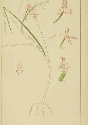 Reproducción/Reproduction 9729809131: Icones orchidearum austro-africanarum extra-tropicarum :. London :W. Wesley,1896-1913.