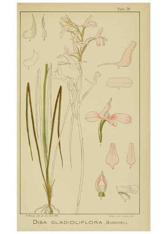 Reproducción/Reproduction 9729810763: Icones orchidearum austro-africanarum extra-tropicarum :. London :W. Wesley,1896-1913.