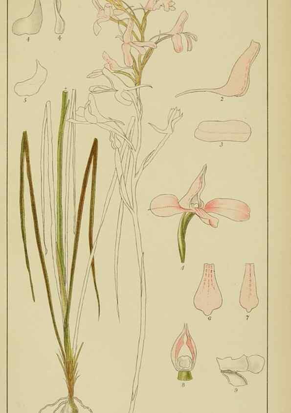 Reproducción/Reproduction 9729810763: Icones orchidearum austro-africanarum extra-tropicarum :. London :W. Wesley,1896-1913.