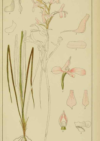 Reproducción/Reproduction 9729810763: Icones orchidearum austro-africanarum extra-tropicarum :. London :W. Wesley,1896-1913.