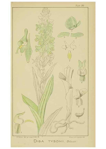 Reproducción/Reproduction 9729812283: Icones orchidearum austro-africanarum extra-tropicarum :. London :W. Wesley,1896-1913.