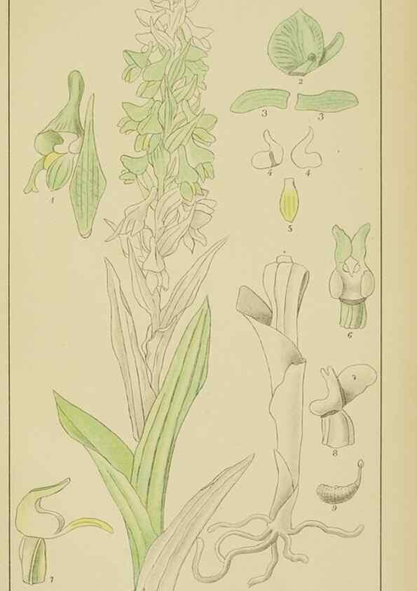 Reproducción/Reproduction 9729812283: Icones orchidearum austro-africanarum extra-tropicarum :. London :W. Wesley,1896-1913.