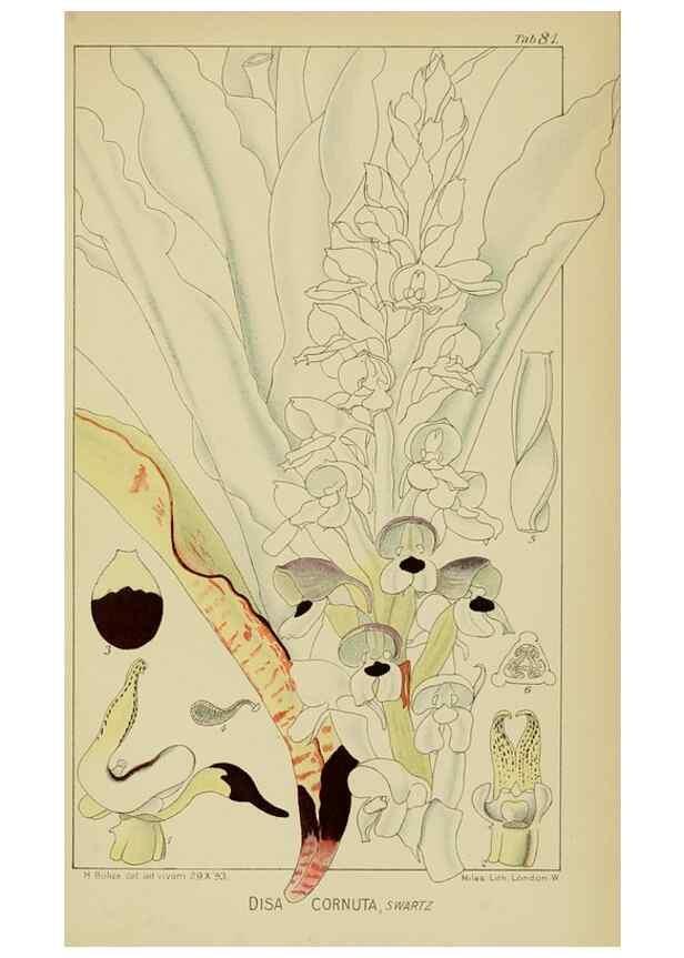 Reproducción/Reproduction 9729813833: Icones orchidearum austro-africanarum extra-tropicarum :. London :W. Wesley,1896-1913.
