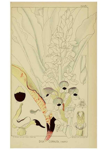 Reproducción/Reproduction 9729813833: Icones orchidearum austro-africanarum extra-tropicarum :. London :W. Wesley,1896-1913.