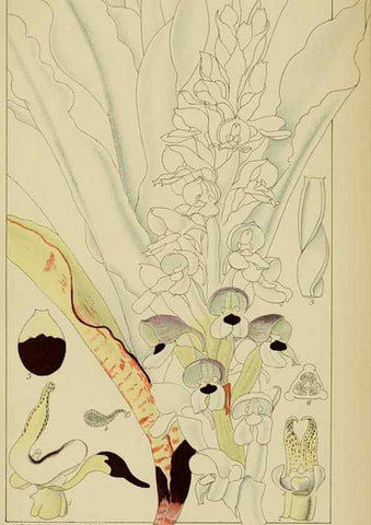 Reproducción/Reproduction 9729813833: Icones orchidearum austro-africanarum extra-tropicarum :. London :W. Wesley,1896-1913.