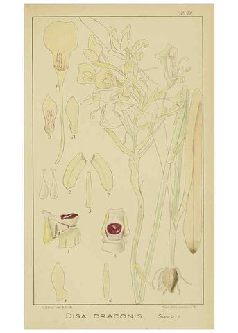 Reproducción/Reproduction 9729802573: Icones orchidearum austro-africanarum extra-tropicarum :. London :W. Wesley,1896-1913.