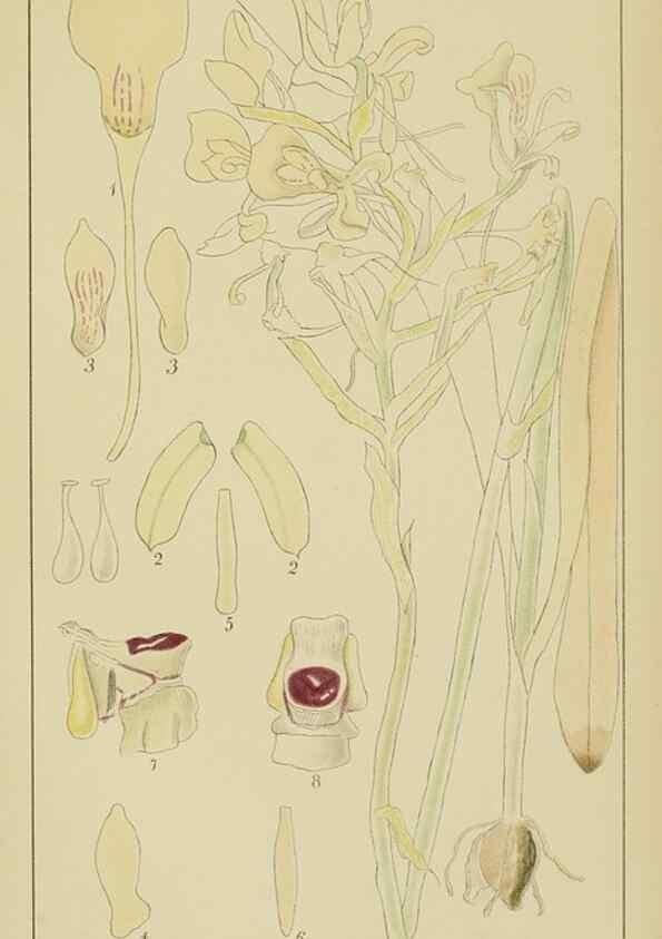 Reproducción/Reproduction 9729802573: Icones orchidearum austro-africanarum extra-tropicarum :. London :W. Wesley,1896-1913.