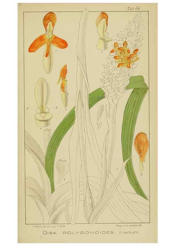 Reproducción/Reproduction 9729817537: Icones orchidearum austro-africanarum extra-tropicarum :. London :W. Wesley,1896-1913.