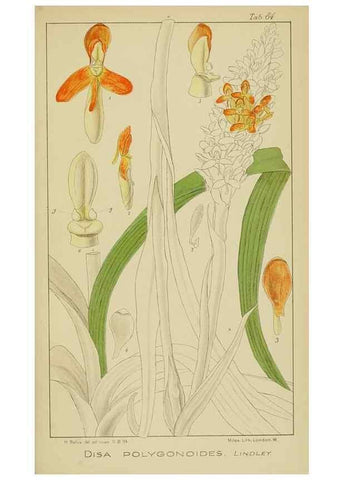 Reproducción/Reproduction 9729817537: Icones orchidearum austro-africanarum extra-tropicarum :. London :W. Wesley,1896-1913.
