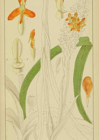 Reproducción/Reproduction 9729817537: Icones orchidearum austro-africanarum extra-tropicarum :. London :W. Wesley,1896-1913.