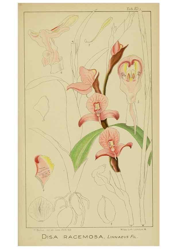 Reproducción/Reproduction 9729819025: Icones orchidearum austro-africanarum extra-tropicarum :. London :W. Wesley,1896-1913.