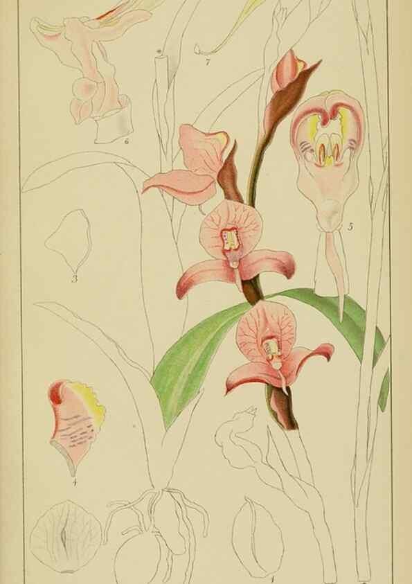 Reproducción/Reproduction 9729819025: Icones orchidearum austro-africanarum extra-tropicarum :. London :W. Wesley,1896-1913.