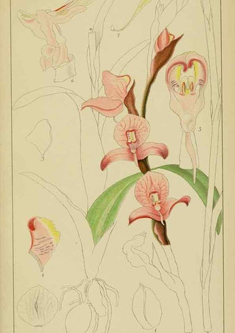 Reproducción/Reproduction 9729819025: Icones orchidearum austro-africanarum extra-tropicarum :. London :W. Wesley,1896-1913.