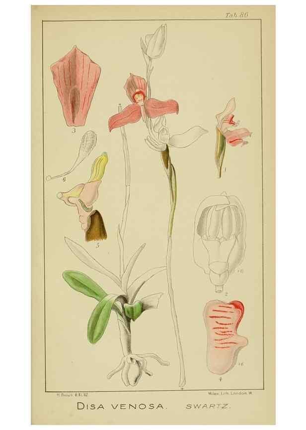 Reproducción/Reproduction 9733047606: Icones orchidearum austro-africanarum extra-tropicarum :. London :W. Wesley,1896-1913.